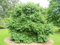 HIMALAYAN MULBERRY